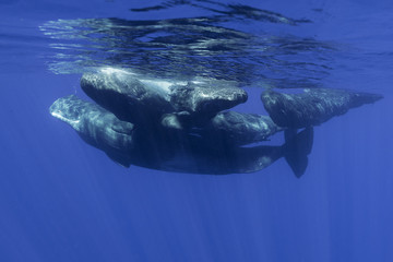 Fototapeta premium Sperm whales, Indian Ocean, Mauritius