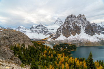 Golden fall colors and snow covered peaks in the Canadian Rockies