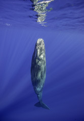 Naklejka premium Sperm whales, Indian Ocean, Mauritius
