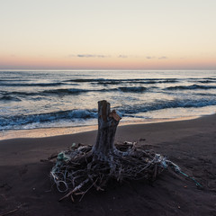 Dawn on the sea, old wood snag on shore