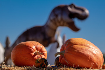 Pumpkin Patch Fun