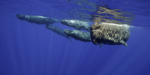 Sperm whales, Indian Ocean, Mauritius