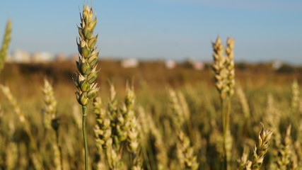 field of wheat