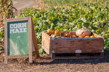 Pumpkin Patch Fun
