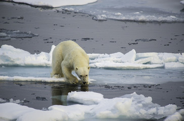 Polar bear on the ice floe, Arctic Ocean, north of Svalbard
