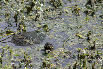 Coastal plain cooter Turtle