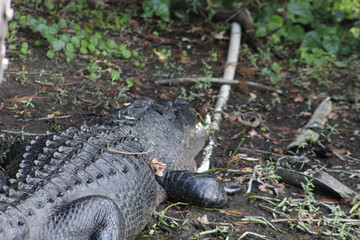 alligator enjoying sun in Florida