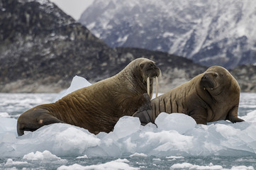 Walrus and her cub on floating ice, northern Svalbard.