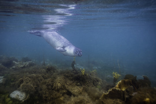 Harbor Seal Among The Kelp Of Northern Svalbard.