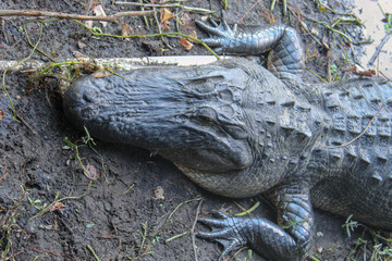 alligator enjoying sun in Florida