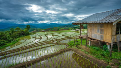 Cottage Rice Fields