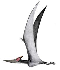 翼竜　プテラノドン・ロンギケプス。白亜紀後期のr空の爬虫類。　インゲンス種である。体形から見て鶏冠の長短は雌雄の違いとも思われ、インゲンスは現在ロンギケプスに再同定されている。イラストは鶏冠の短いタイプを描いている。魚食性 - obrazy, fototapety, plakaty