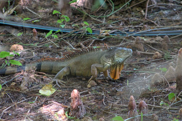 large green iguana in the swamp