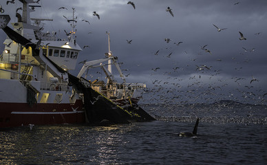 Killer whales feeding on herring caught in the fishing nets of a fishing trawler, Norway. © wildestanimal