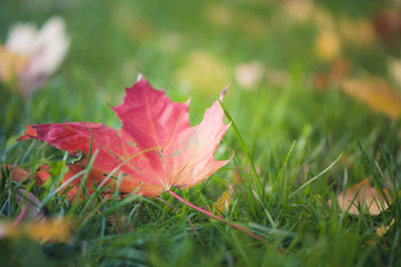 Bright autumn maple leaves. Autumn background.