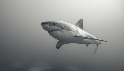 Great white shark, Neptune Islands, South Australia.