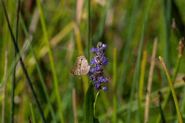 White Peacock Butterfly aka anartia jatrophae