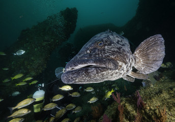 Giant grouper, Aliwal Shoal, South Africa.