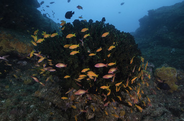 Fototapeta na wymiar Coral reef seascape, Aliwal Shoal, South Africa.