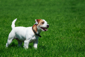 Dog breed Parson Russell Terrier