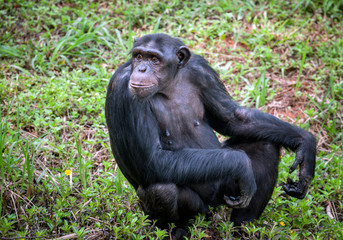 Common Chimpanzee sitting next .	