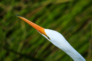 great white egret in swamp