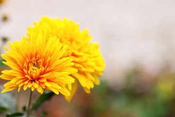 Flower soft background.