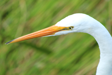 great white egret in swamp