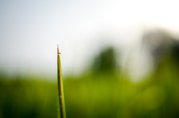 Water drop on rice plant