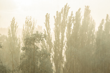 Landscape with trees in heavy summer rainstorm