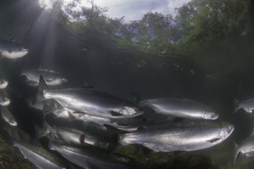 Sockeye salmon migrating up river to spawn, Kamchatka, Russia.