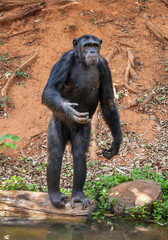 Common Chimpanzee 