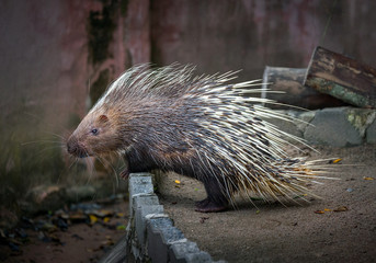 porcupine