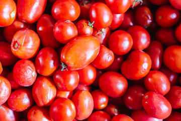 Tomatoes lie in boxes, vegetable storage, harvest