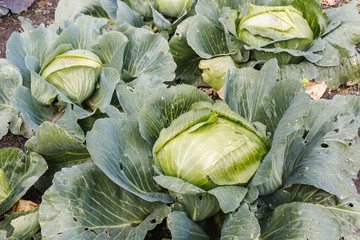 Cabbage grows on a bed, Pests on cabbage
