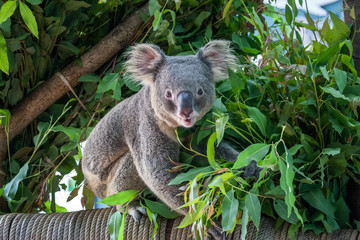 koala bear © apple2499