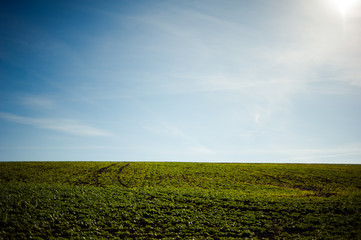 Green field and blue sky