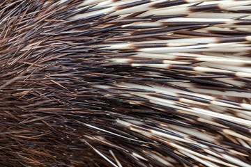 Furry hedgehog.
