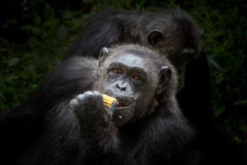 Chimpanzee funny.	