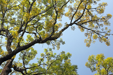 Canopy view of autumn trees with lively and colorful leaves, looking up from ground level against blue clear sky, in Kerala, India.