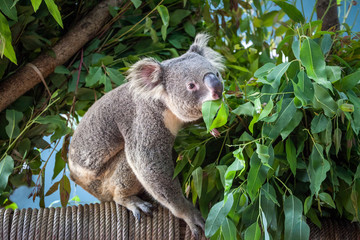 koala bear