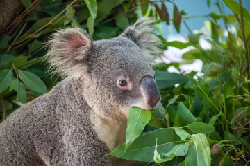 Deurstickers koala bear © apple2499