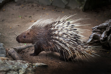 porcupine