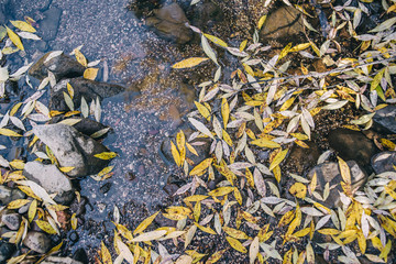 Golden autumn. Fallen colorful leaves. Texture, background.