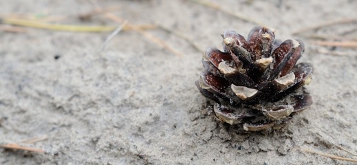 A pine cone on the sand.