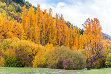 Colorful autumn foliage and green pine trees in Arrowtown