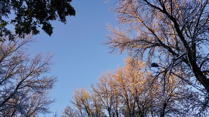 trees and blue sky