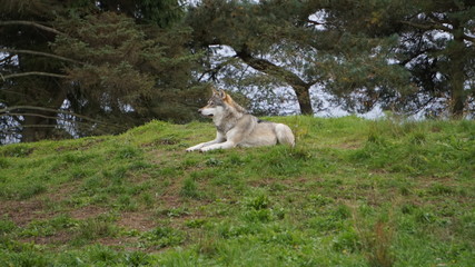wolf in the zoo