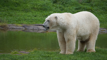 polar bear in the zoo