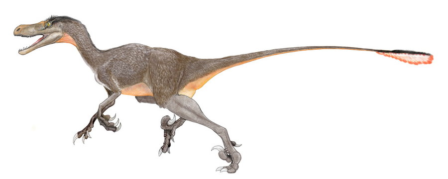 「大型のラプトル」の画像 12 件の Stock 写真、ベクターおよびビデオ Adobe Stock